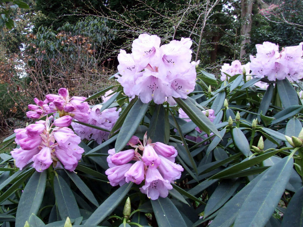 腺果杜鹃 Rhododendron davidii Franch._调整大小.jpg