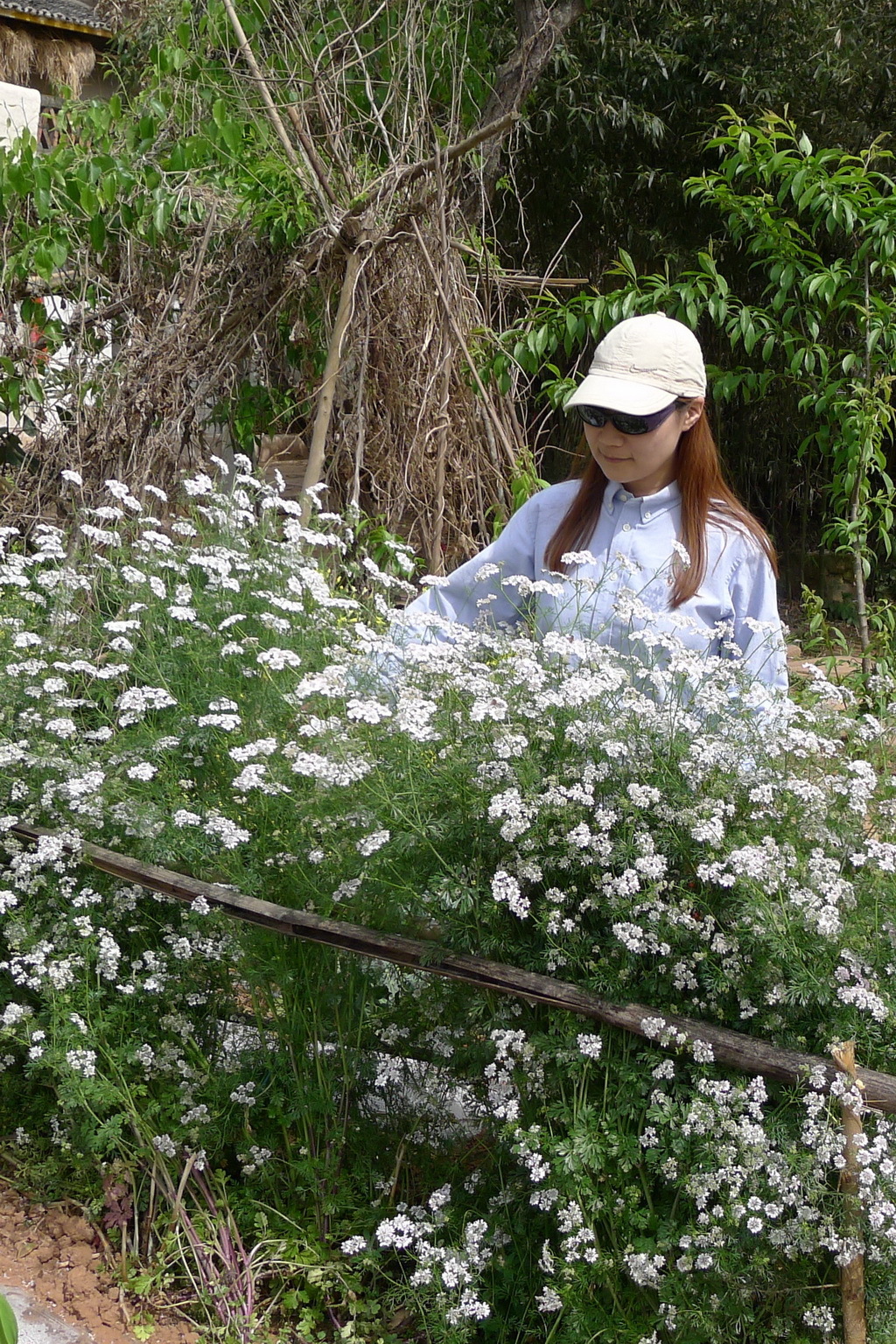 1 香菜花_调整大小.JPG