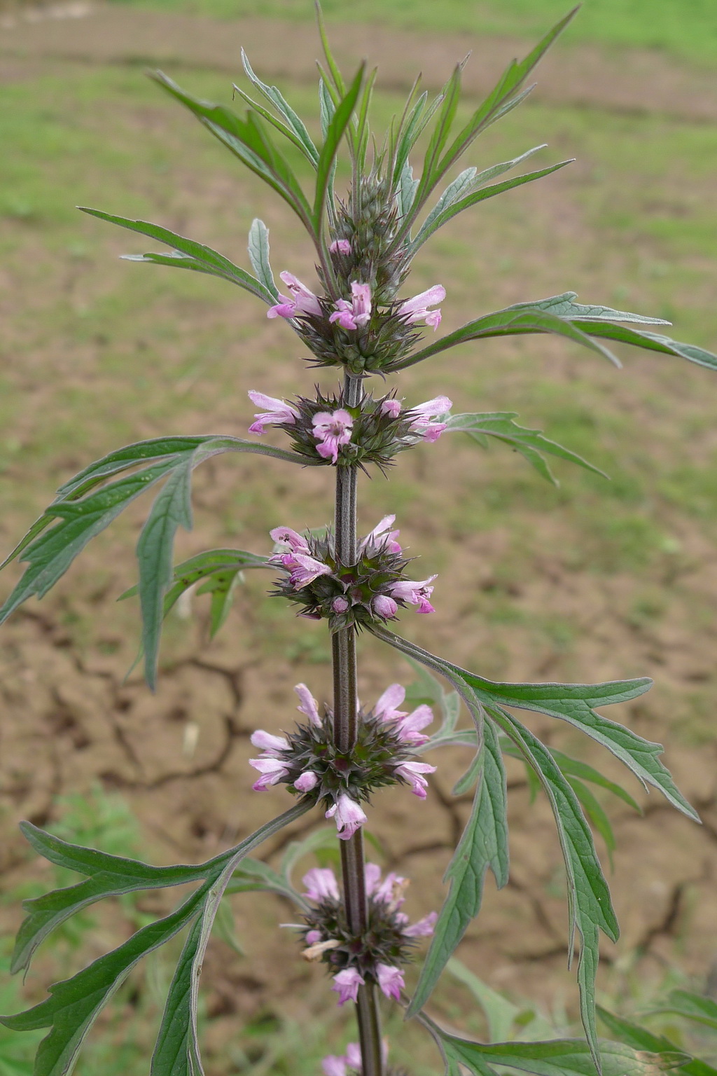 9 益母草_调整大小.JPG