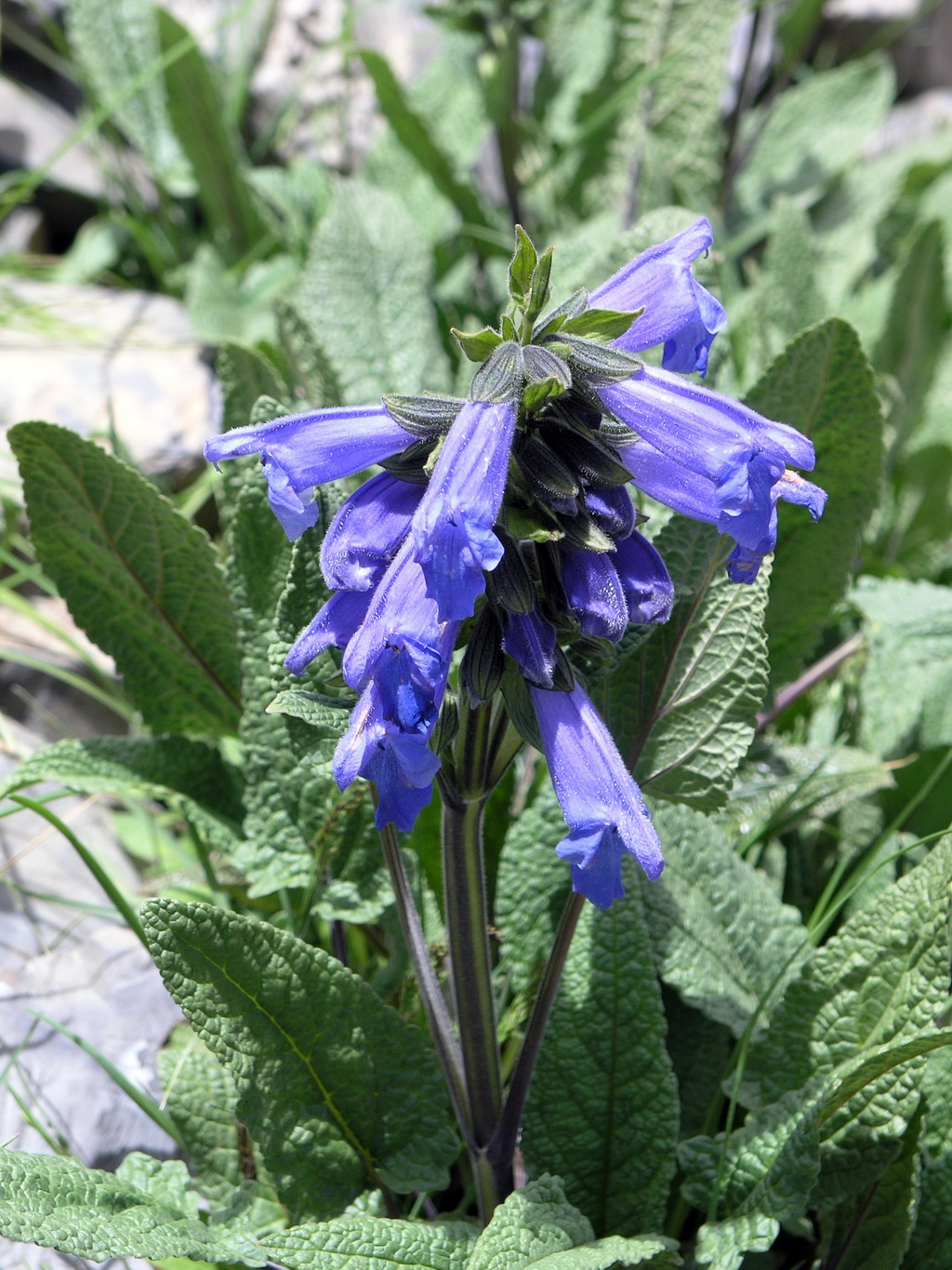 8 康定鼠尾草_调整大小.JPG