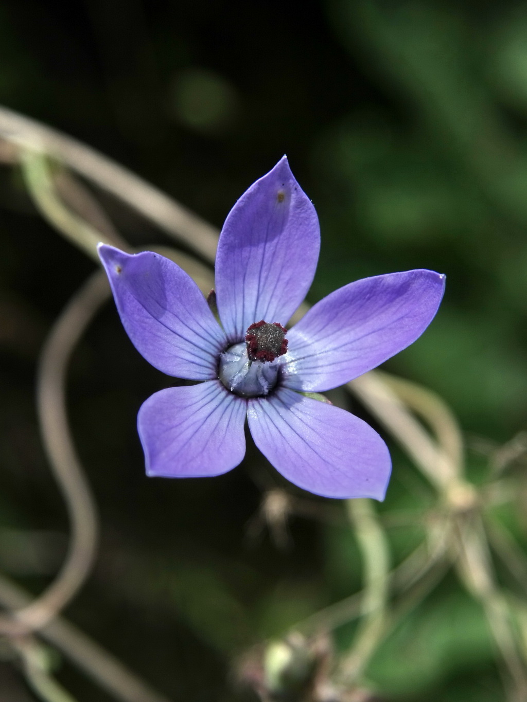 7 鸡蛋参_调整大小.jpg