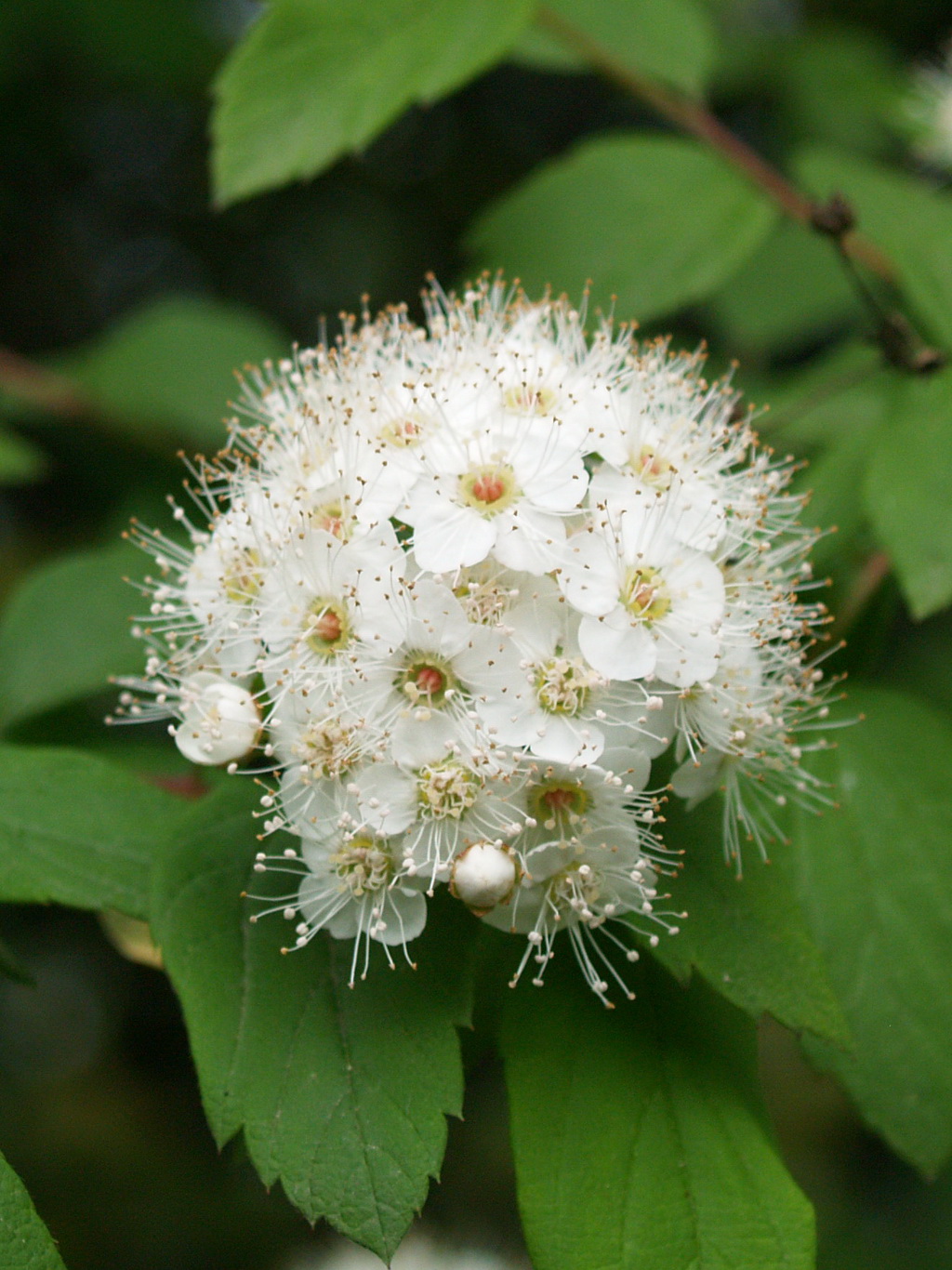 7 绣球绣线菊_调整大小.JPG