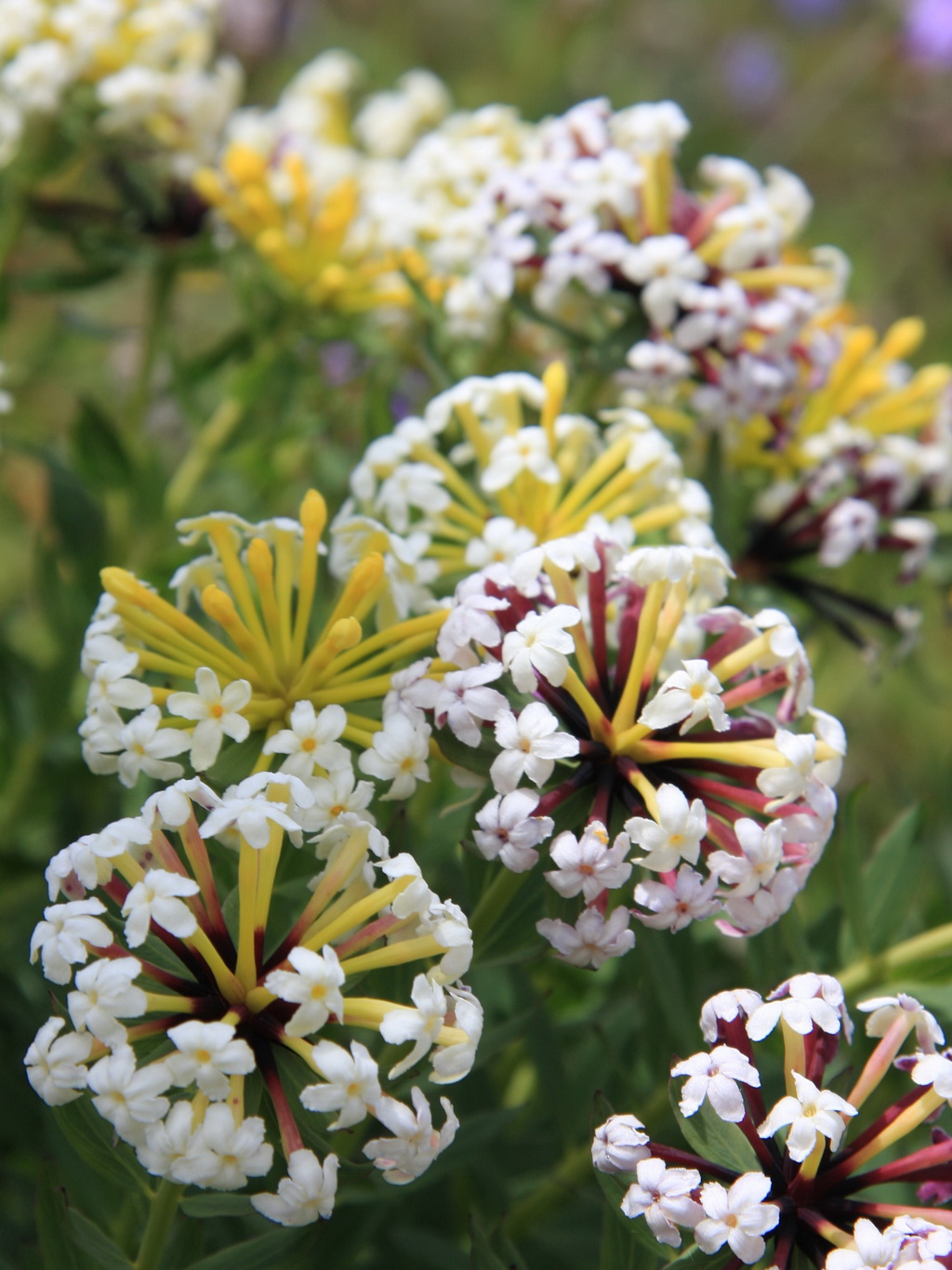 9 狼毒 _调整大小.JPG