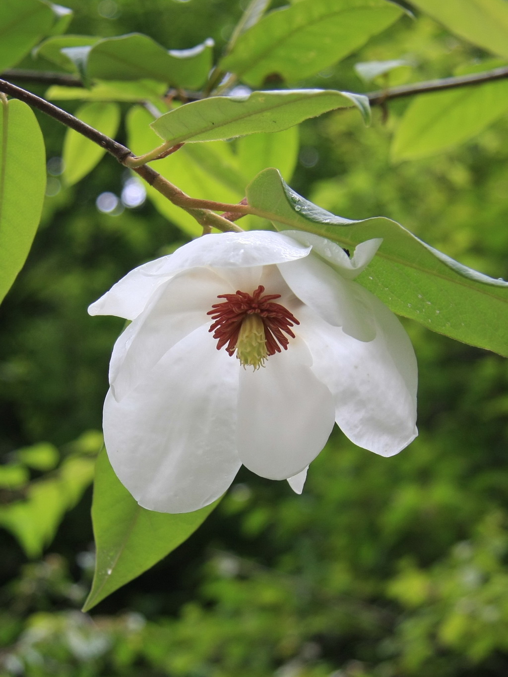 1 西康玉兰_调整大小.JPG