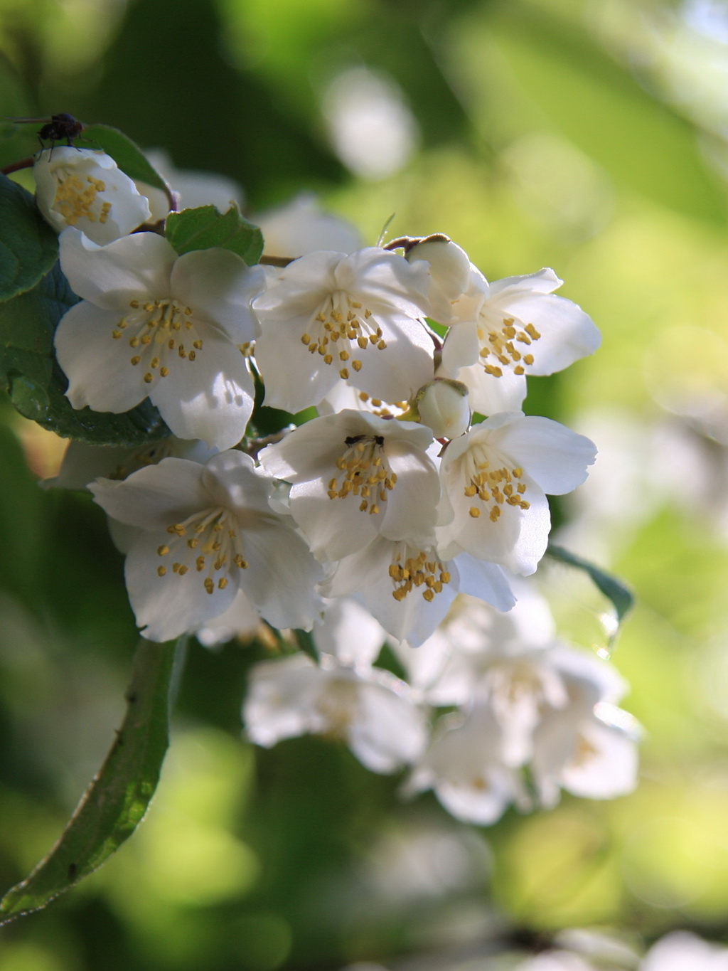 8 紫萼山梅花_调整大小.JPG