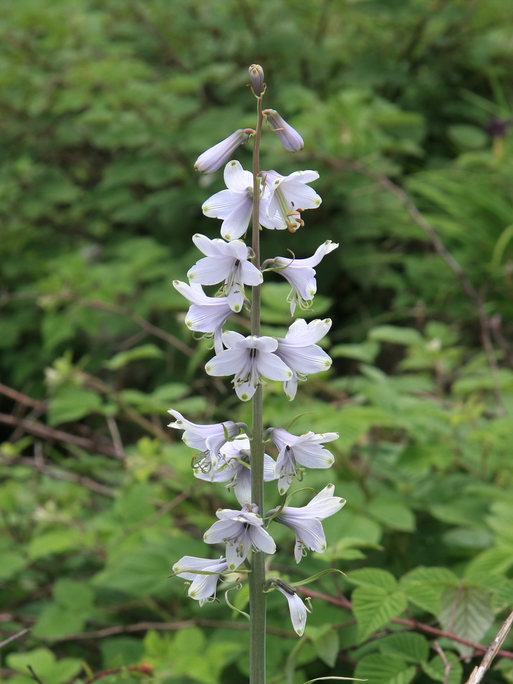 5 假百合 _调整大小.JPG