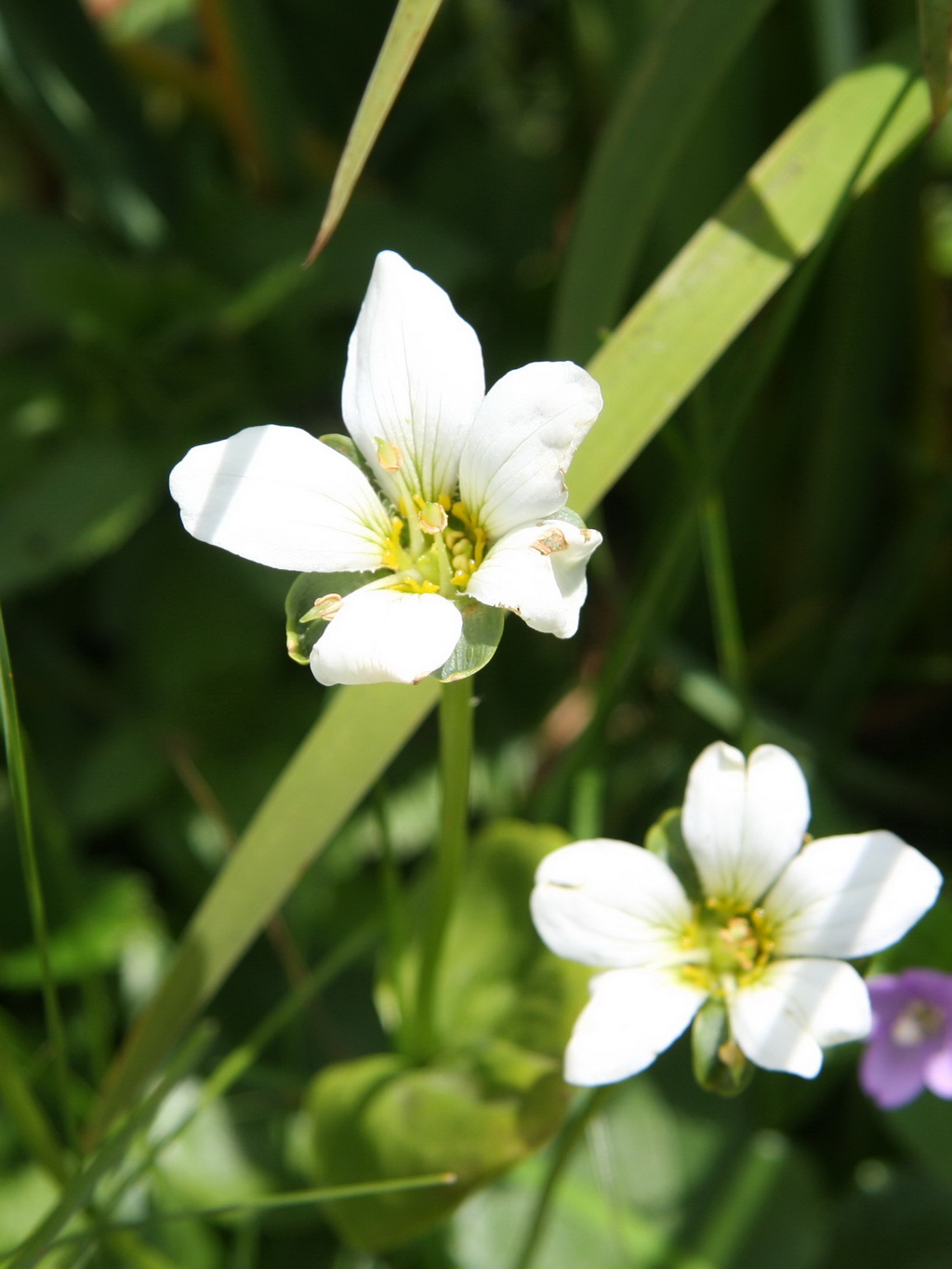 6 短柱梅花草_调整大小.JPG