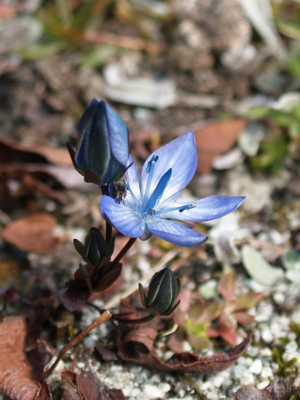 5 宿根肋柱花_调整大小.jpg