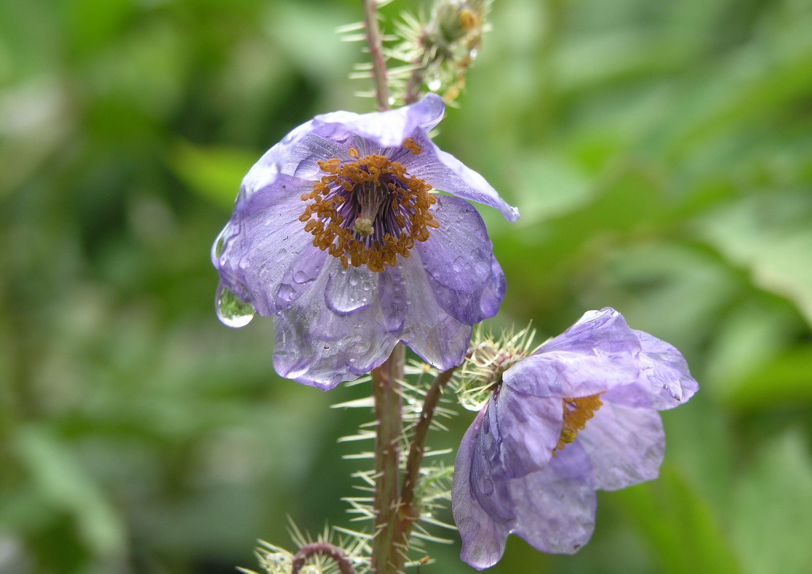 5 多刺绿绒蒿 2_调整大小.jpg