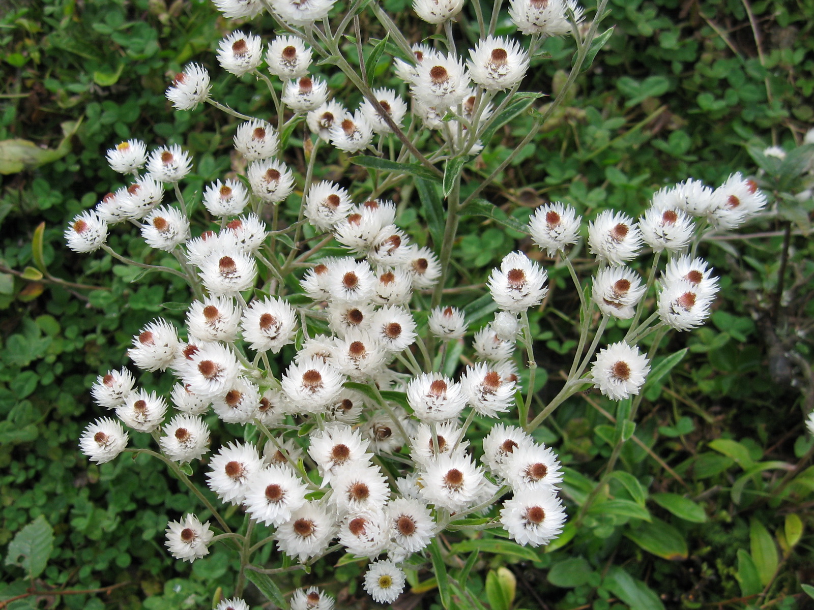 8 尼泊尔香青_调整大小.JPG