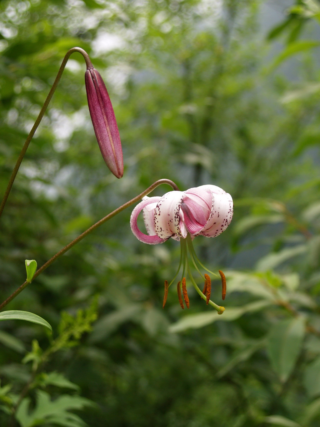 5 宝兴百合_调整大小.JPG
