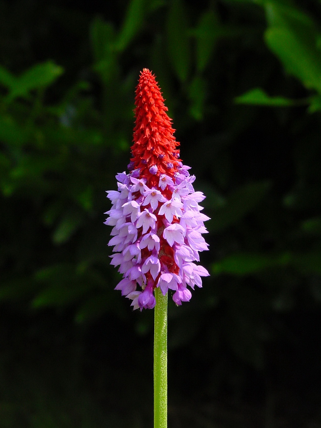 2 高穗花报春 2_调整大小.jpg