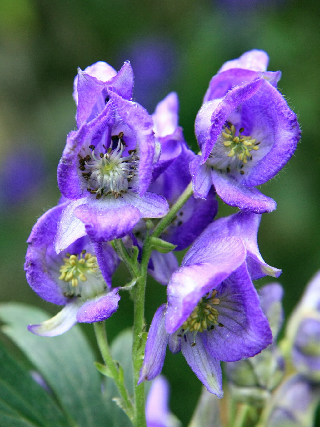 3 乌头 Aconitum carmichaeli Debx_调整大小.JPG