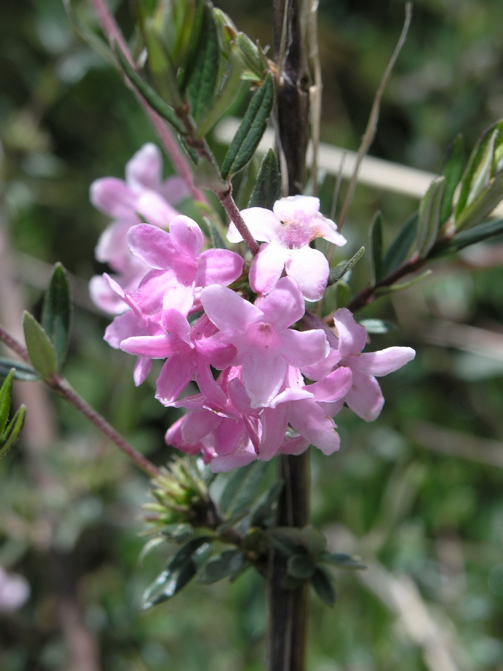 7 岩生忍冬 Lonicera rupicola _调整大小.JPG