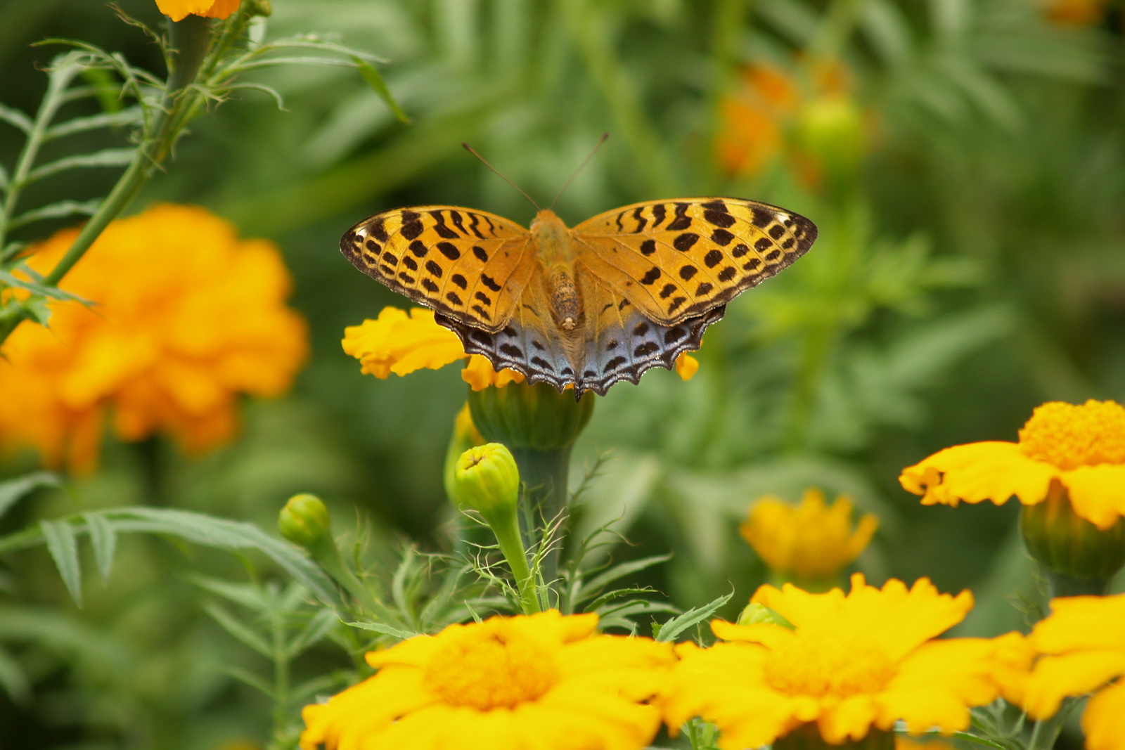 4 银豹蛱蝶_调整大小.JPG