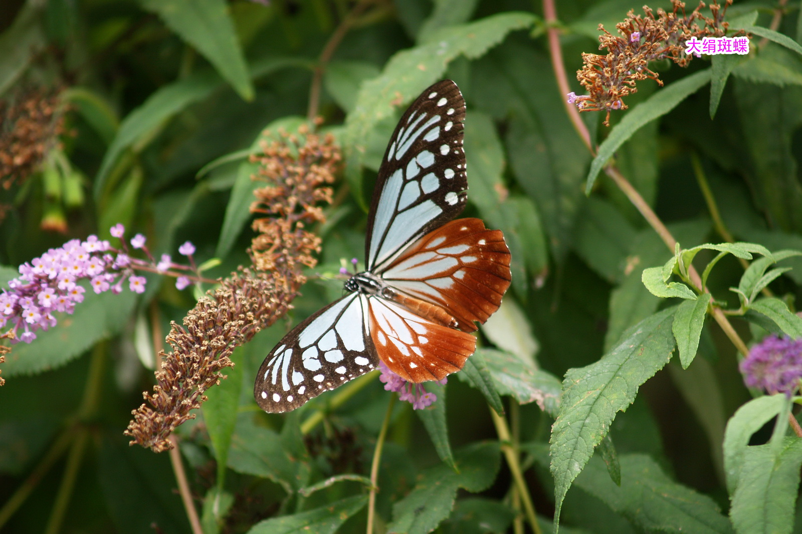 5 大绢斑蝶_调整大小.JPG
