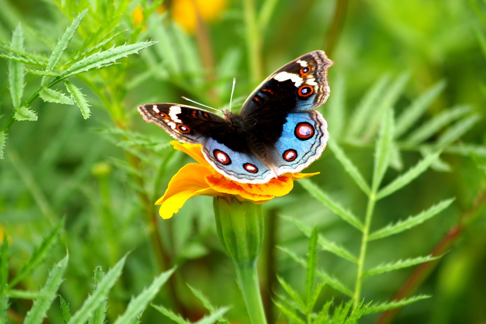 8 翠蓝眼蛱蝶_调整大小.jpg