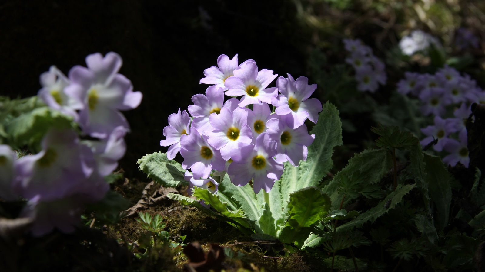 2 苣叶报春 _调整大小.JPG