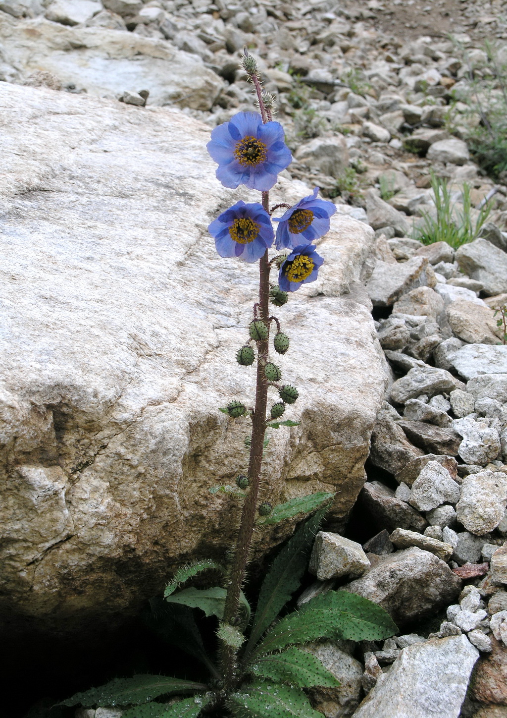 图9 多刺绿绒蒿_调整大小.jpg