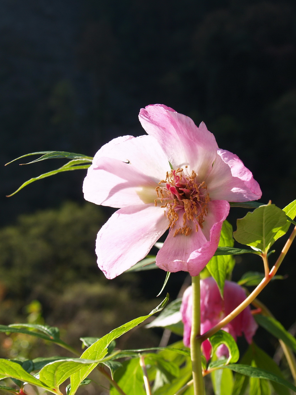 3 美丽芍药_调整大小.JPG