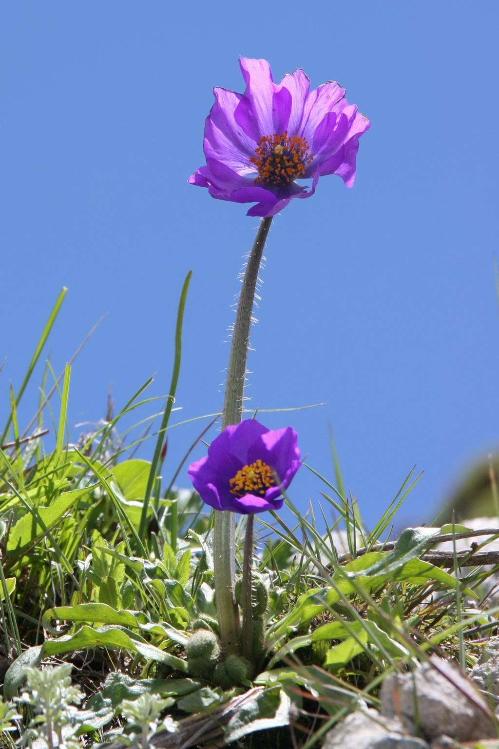 1 川西绿绒蒿_调整大小.jpg