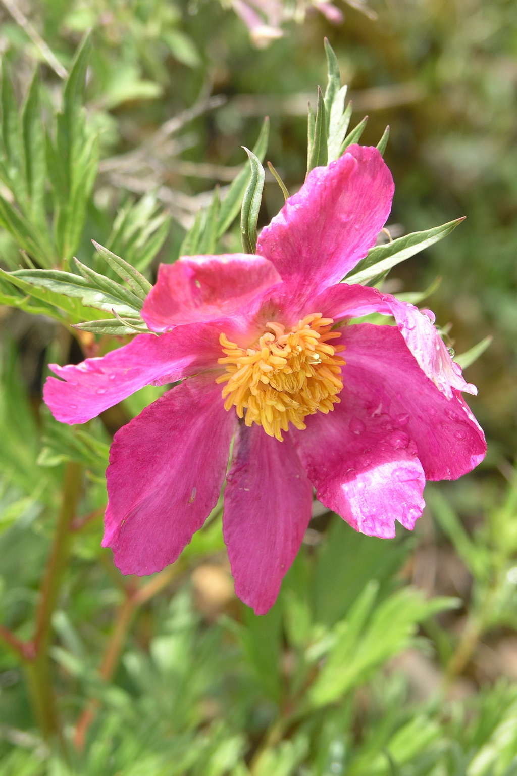 6 川赤芍 _调整大小.JPG