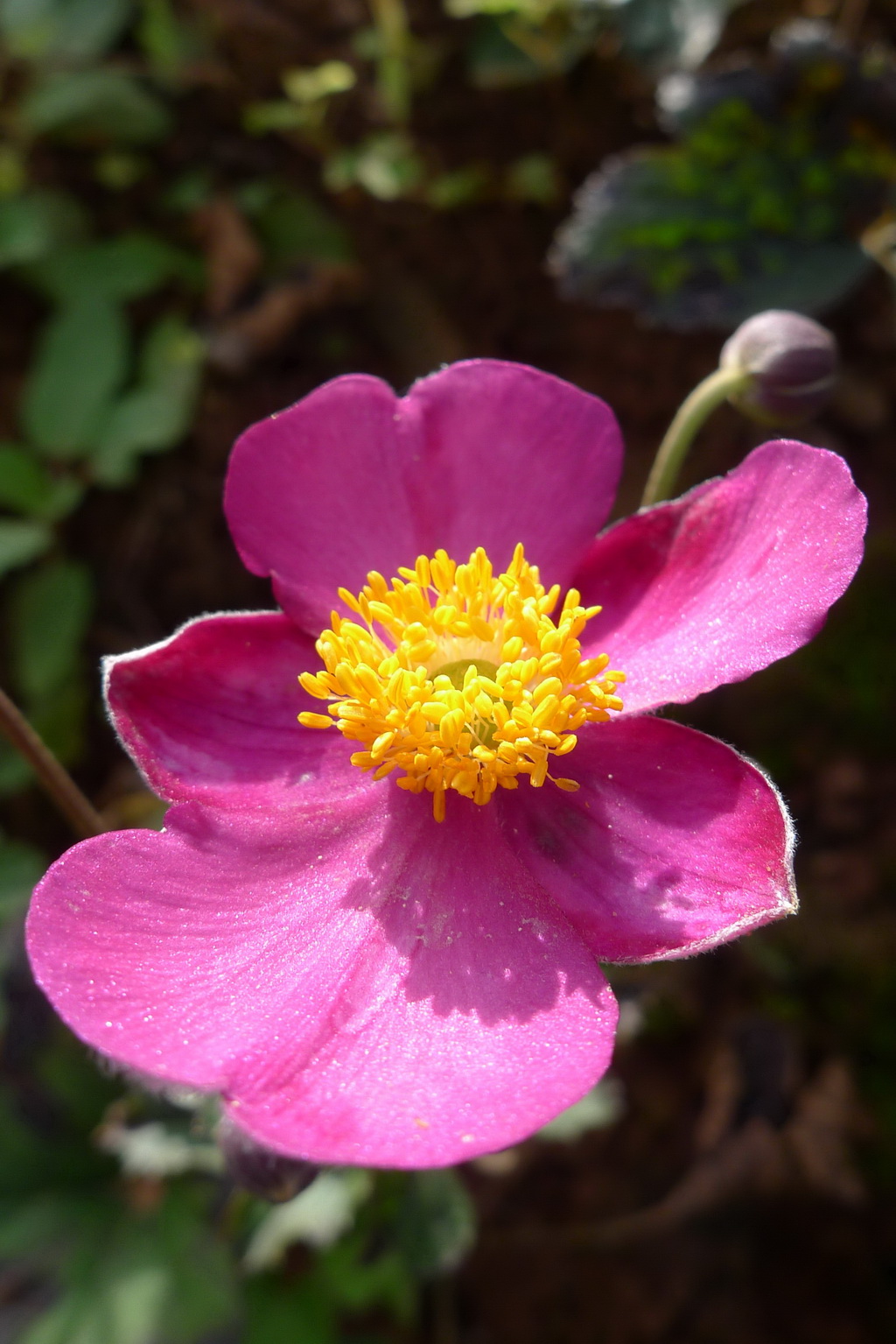 7 打破碗花花_调整大小.JPG