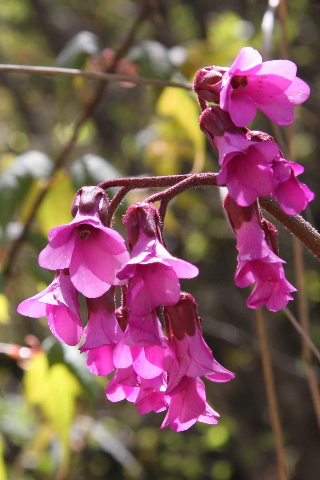 9 岩白菜_调整大小.JPG