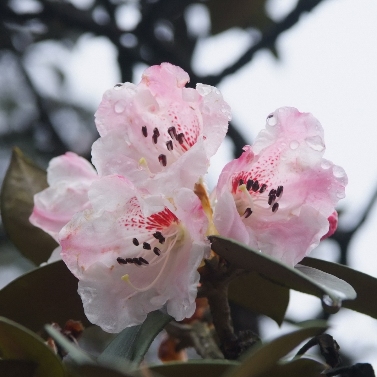 2 金顶杜鹃_调整大小.JPG