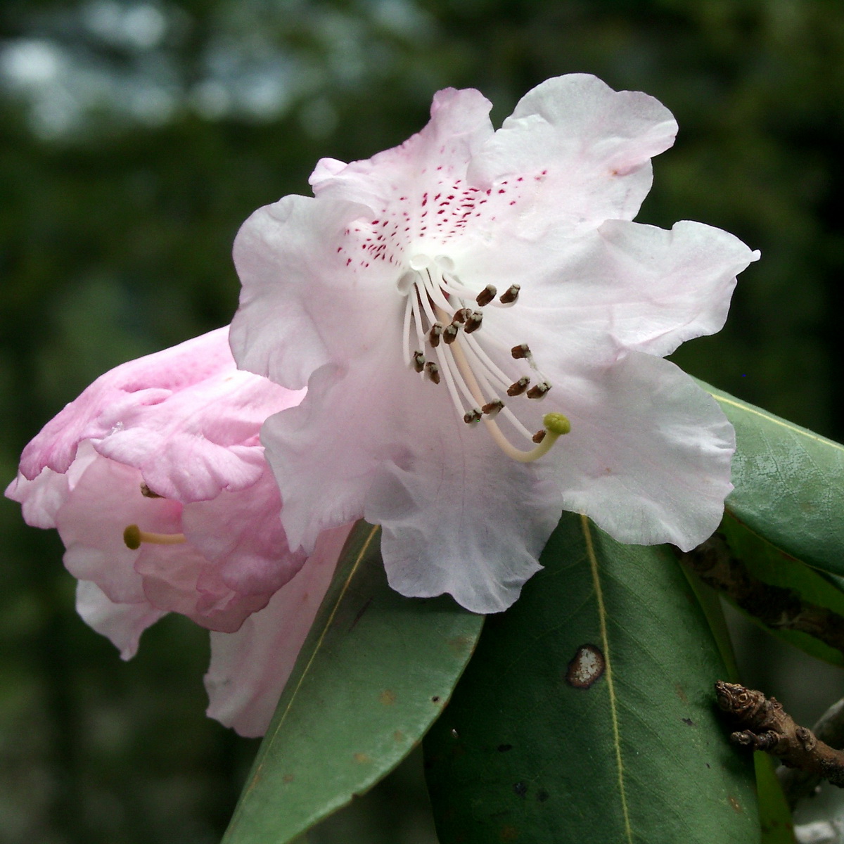 4  亮叶杜鹃 2_调整大小.JPG