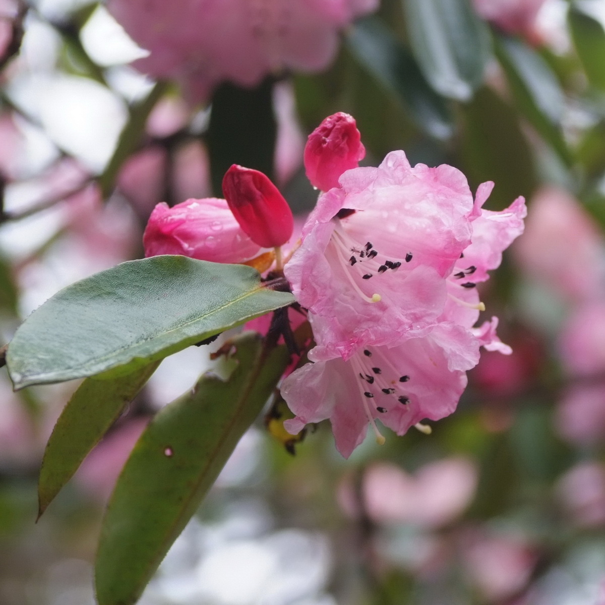 8 麻花杜鹃 2_调整大小.jpg