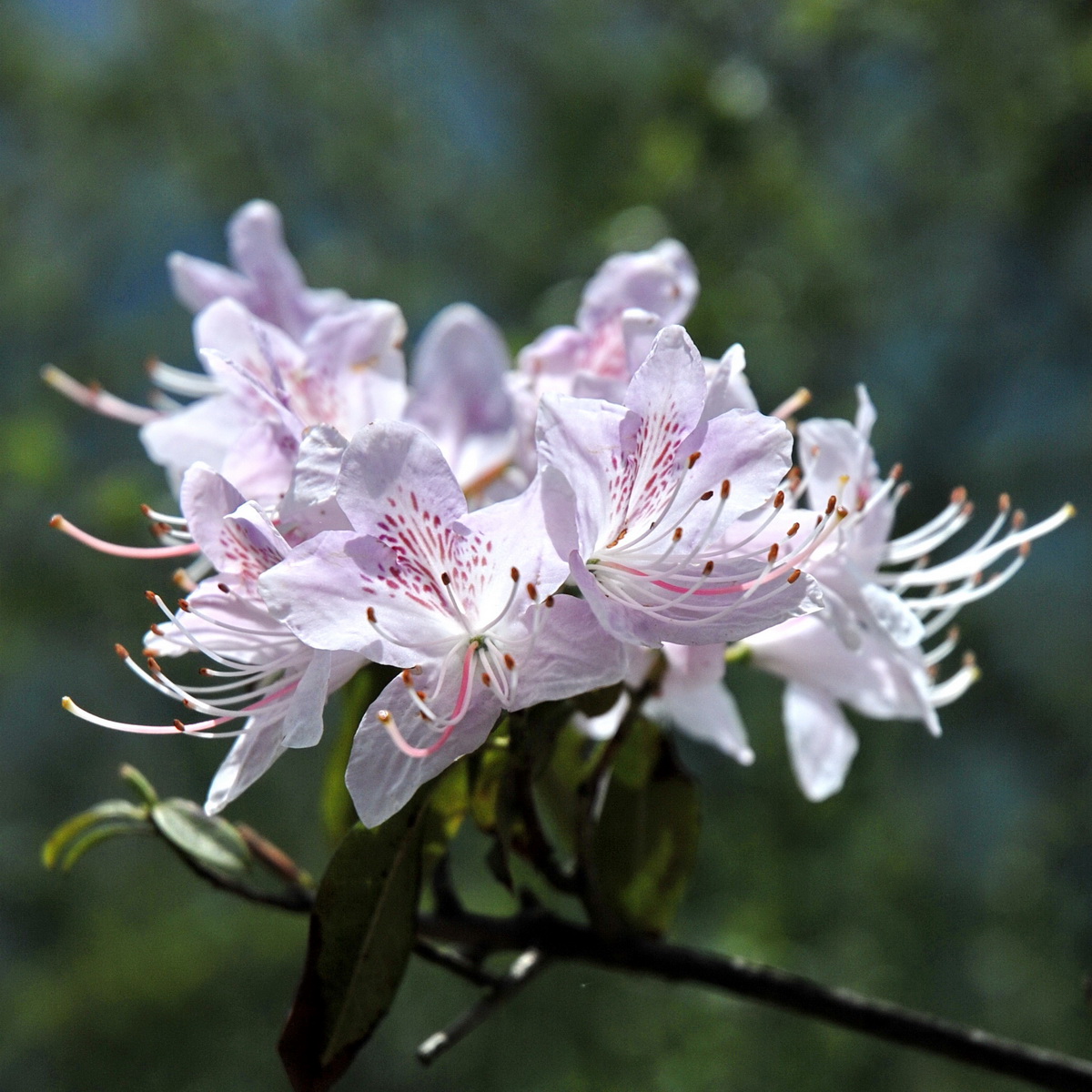 6 云南杜鹃花_调整大小.jpg