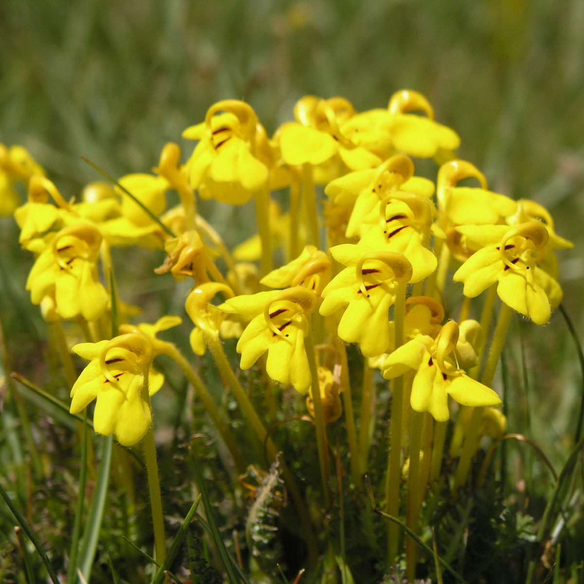 9 斑唇马先蒿_调整大小.JPG