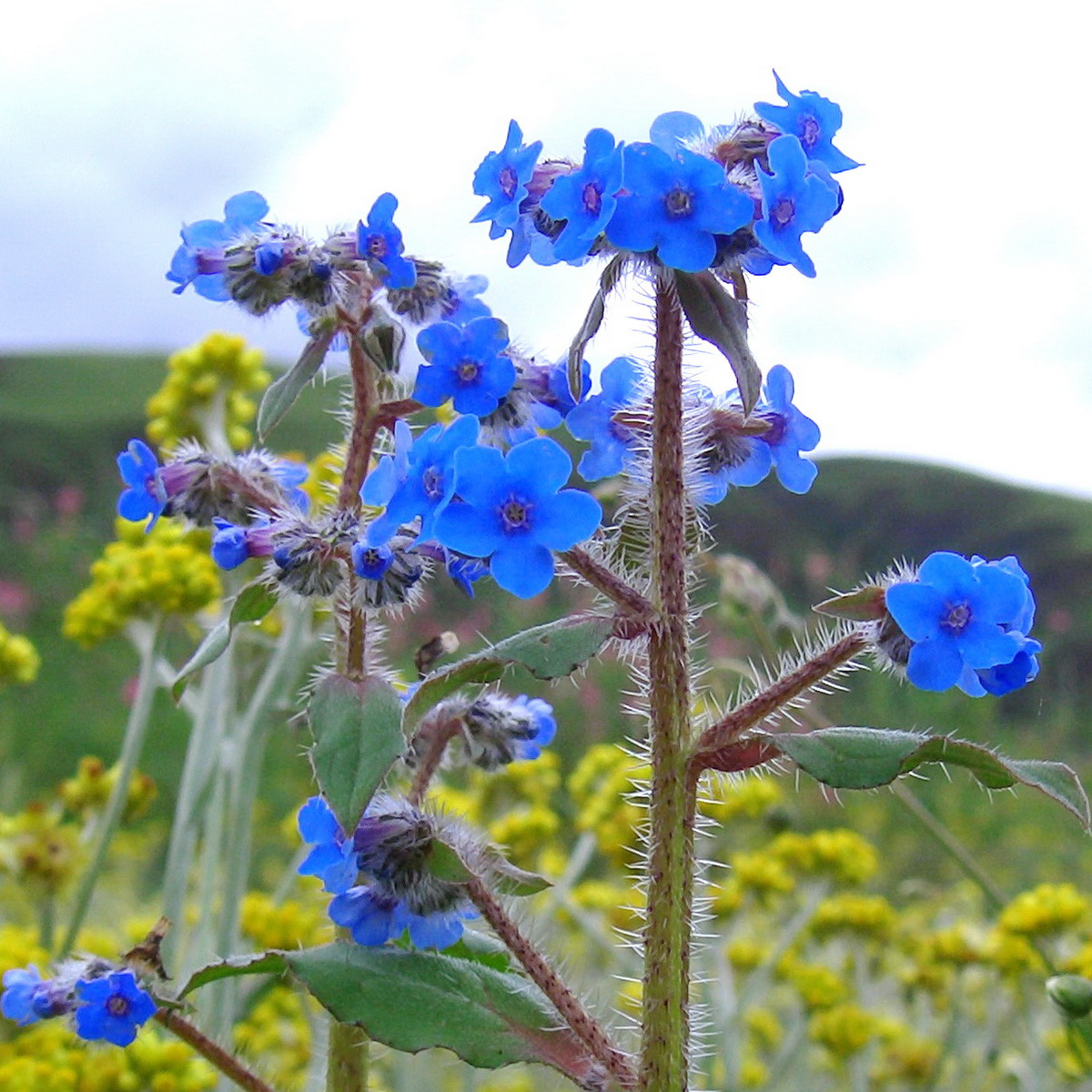 4  微孔草_调整大小.jpg