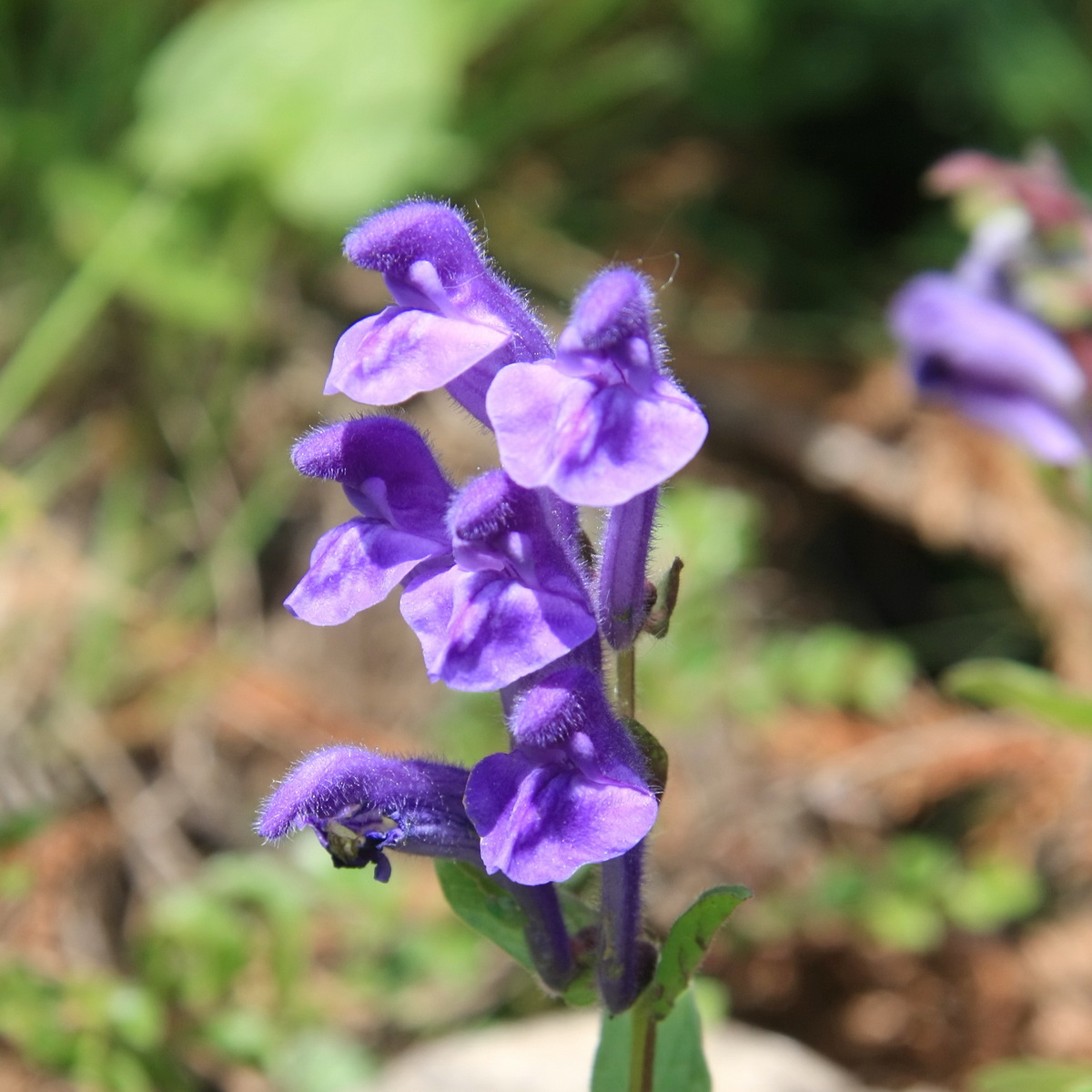 5 多毛连翘叶黄芩_调整大小.JPG
