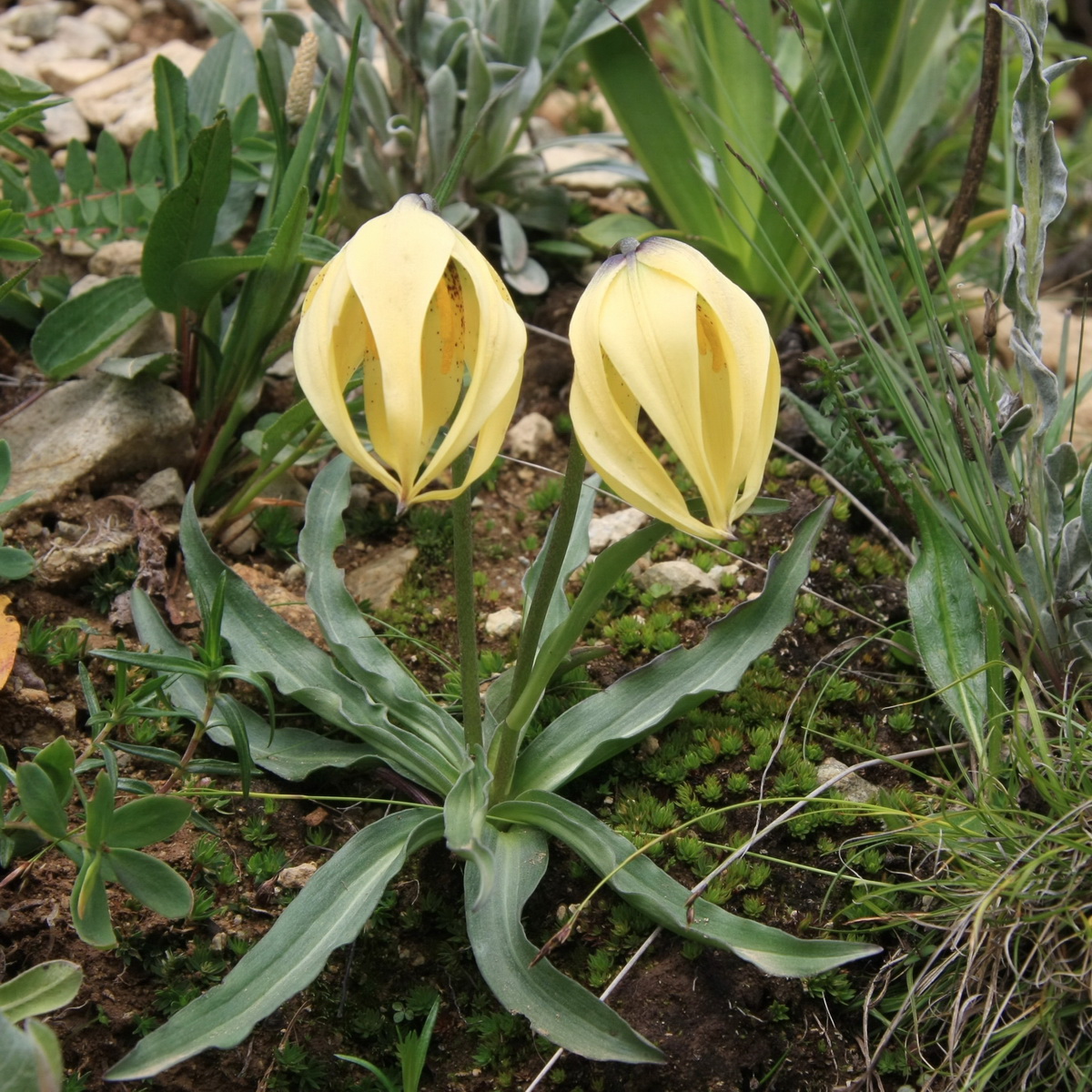 2 尖被百合 _调整大小.JPG