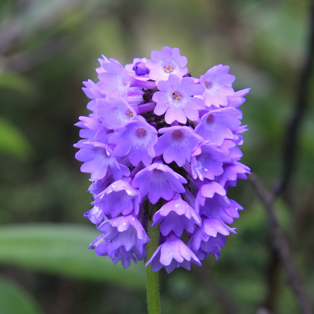 6 滇北球花报春_调整大小.JPG