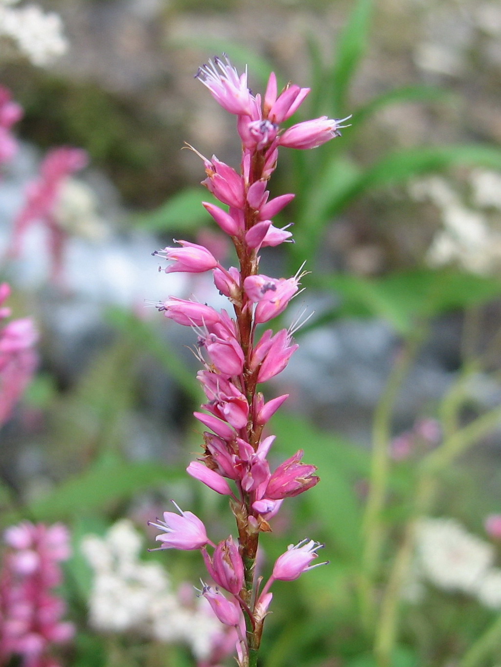 4 疏花粉条儿菜_调整大小.jpg