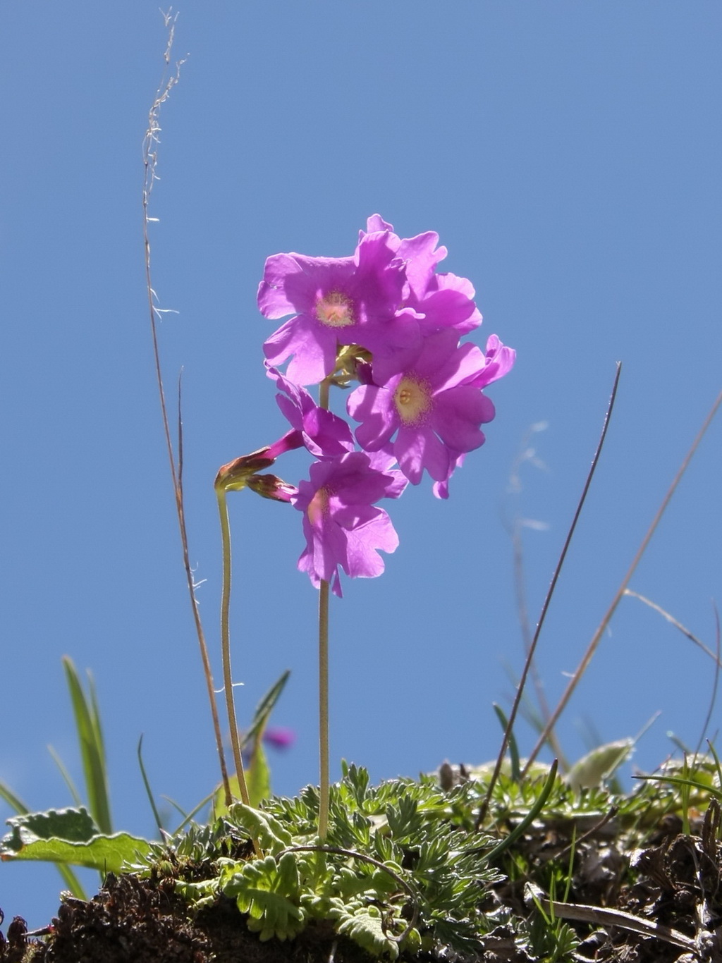 7 云南报春_调整大小.jpg