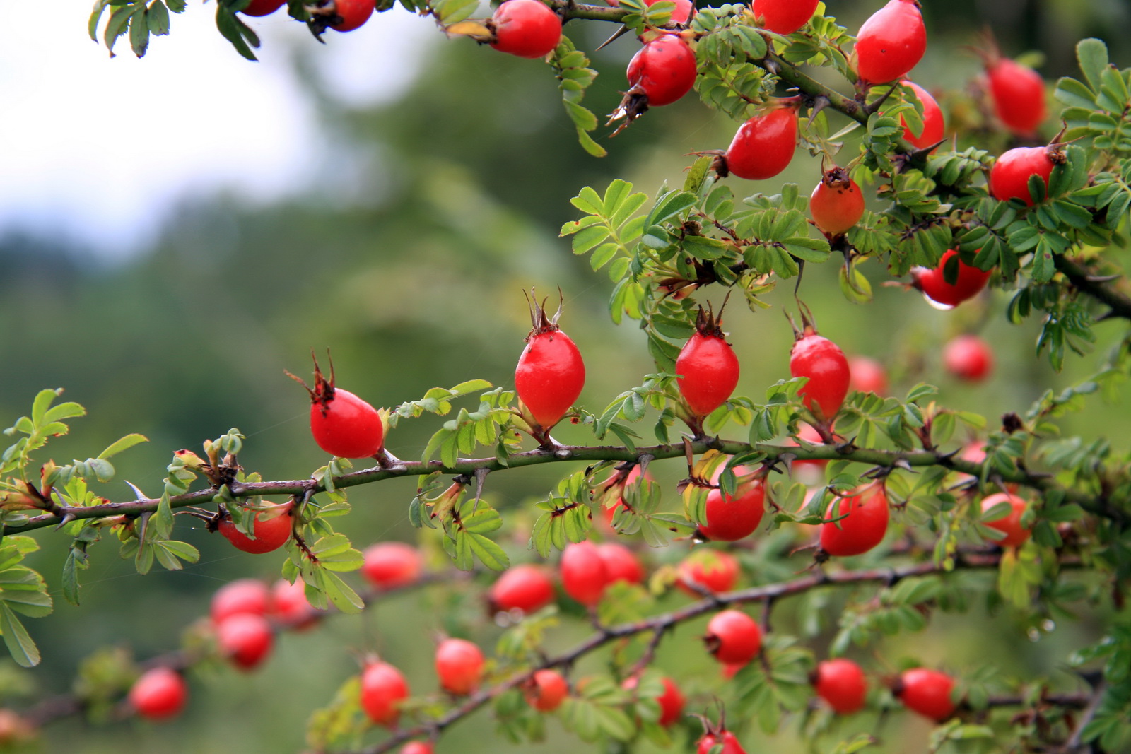 9 毛叶蔷薇_调整大小.JPG