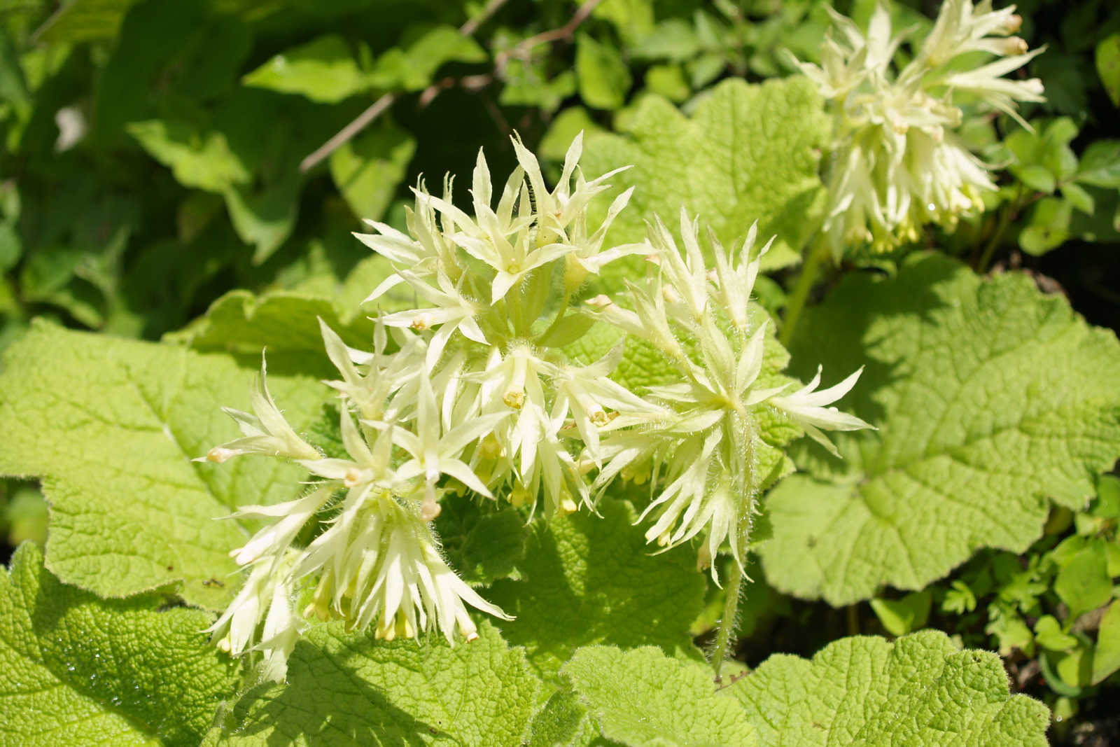 3 密裂报春 (2)_调整大小.JPG