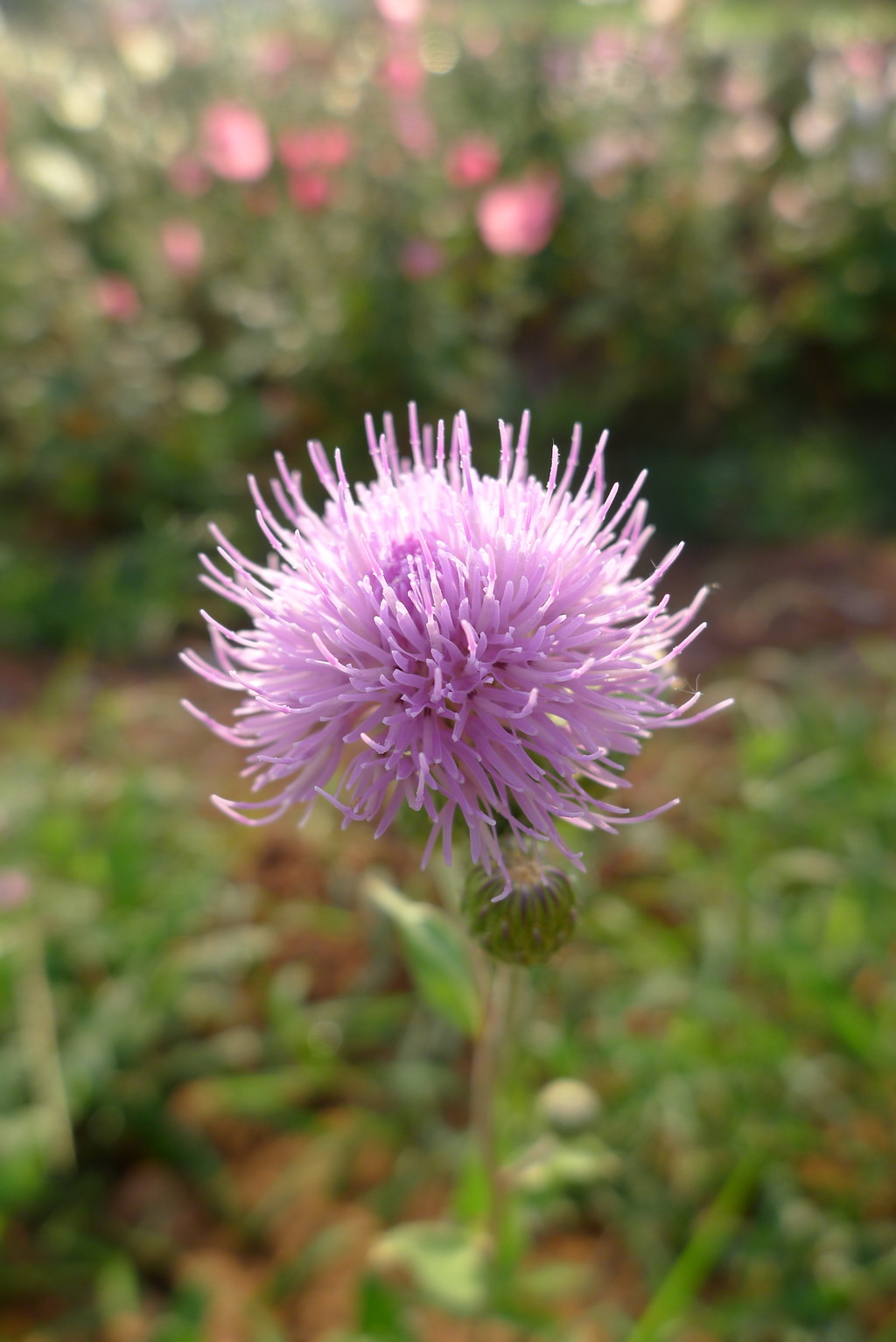 28 刺儿菜 _调整大小.JPG