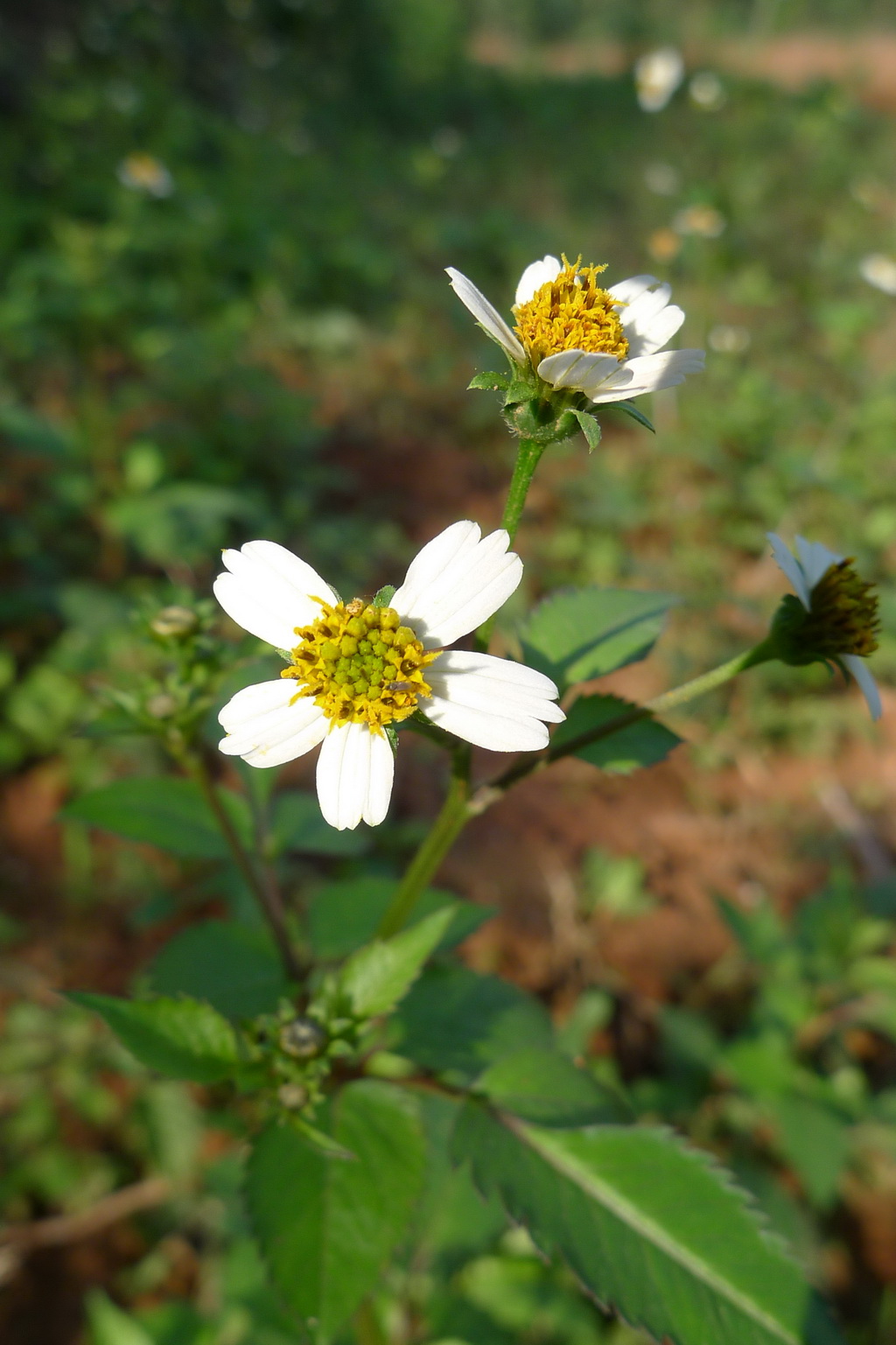 49 白花鬼针草_调整大小.JPG