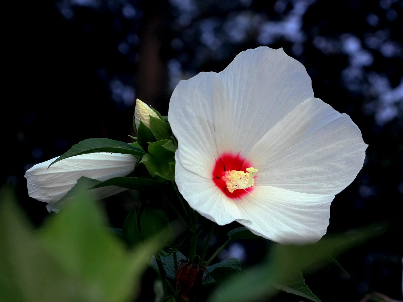 3 芙蓉葵 _调整大小.jpg