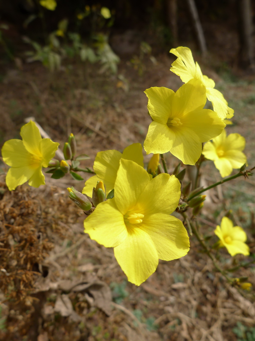 9 石海椒_调整大小.jpg